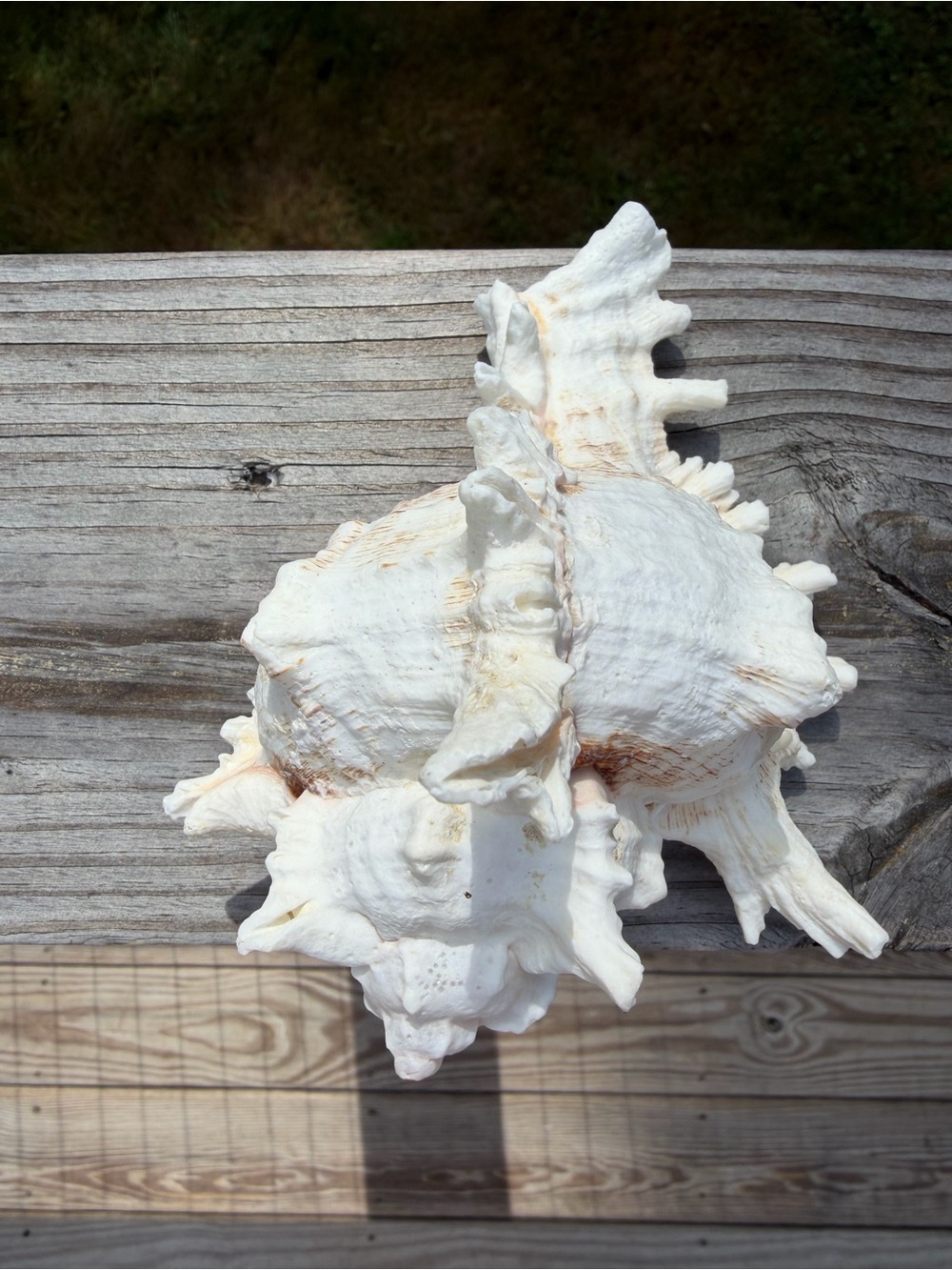 Coastal Decor | Large 5” SeaShell | Real Murex - Picture 6 of 7